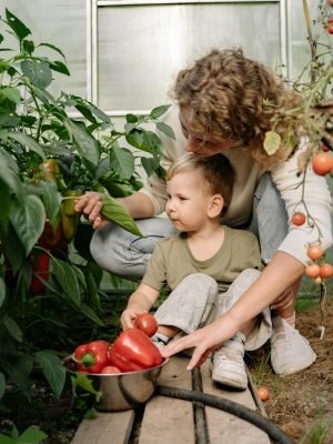 pexels photo 5479515 5479515 A mother and son harvesting organic red peppers and tomatoes in a greenhouse garden.